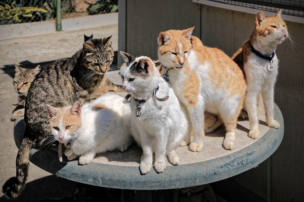 Братья и сестры...