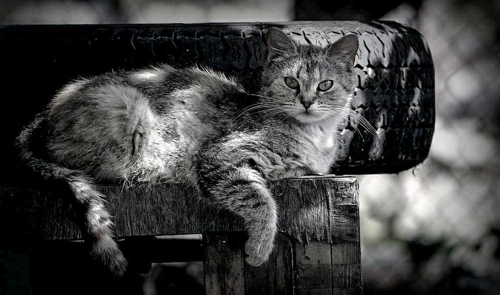 И в позе грациозной.....