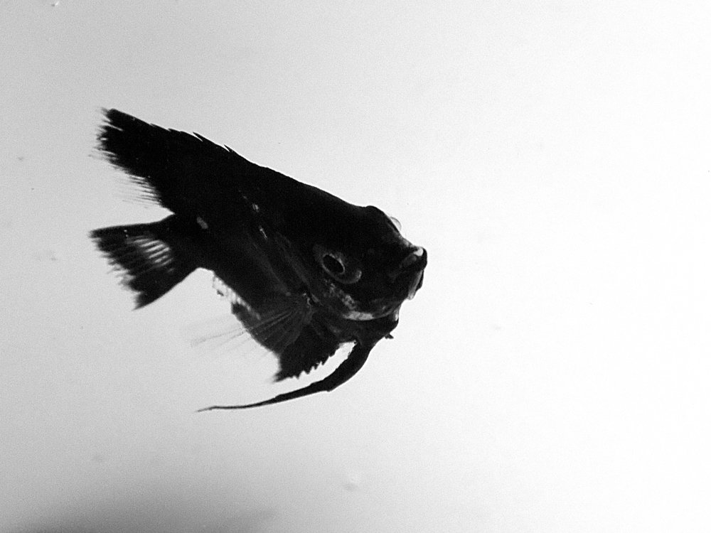 The Black Angel Fish