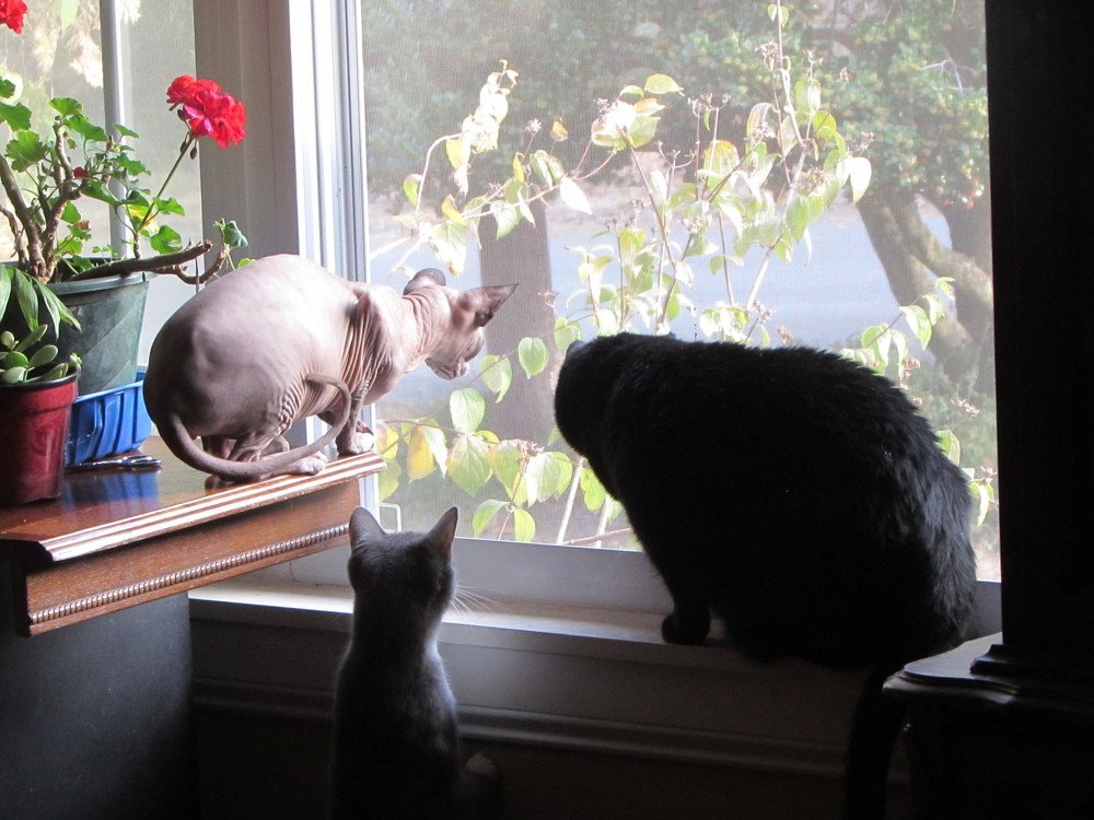 Трое в дозоре .