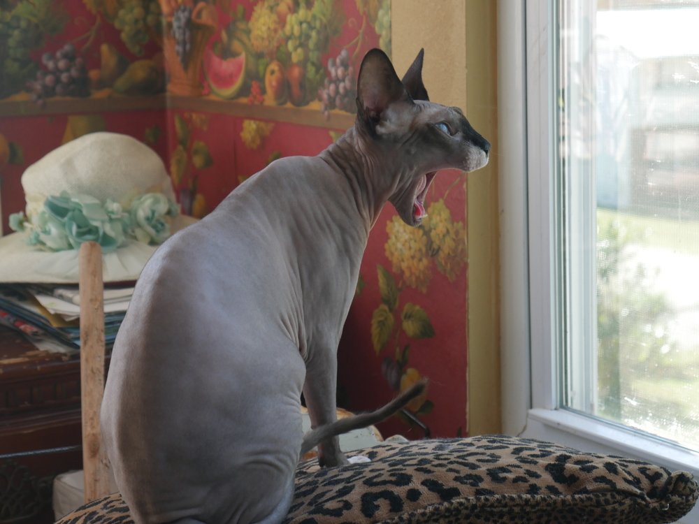 Большое мяу .