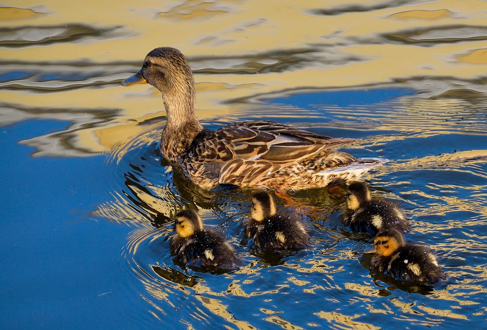 Солнечная ванна