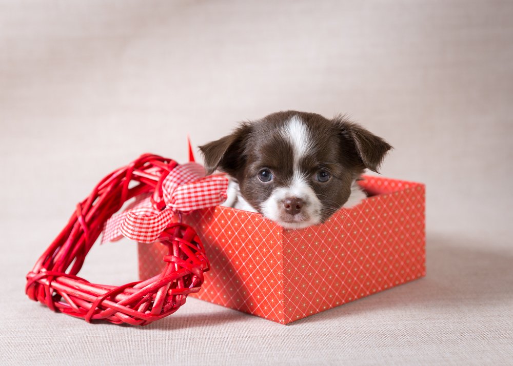 Сюрприз ко Дню Влюбленных