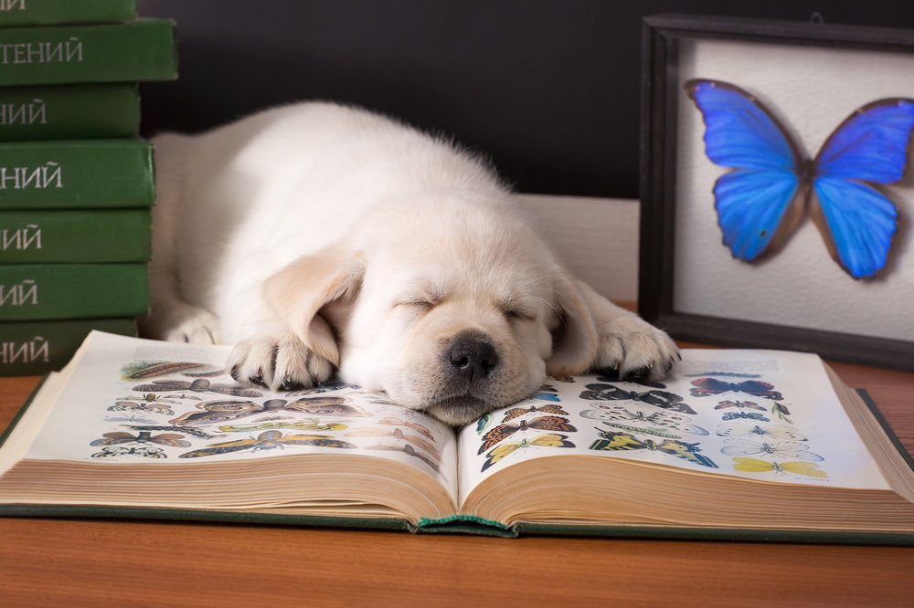 Ох, уж эта биология!