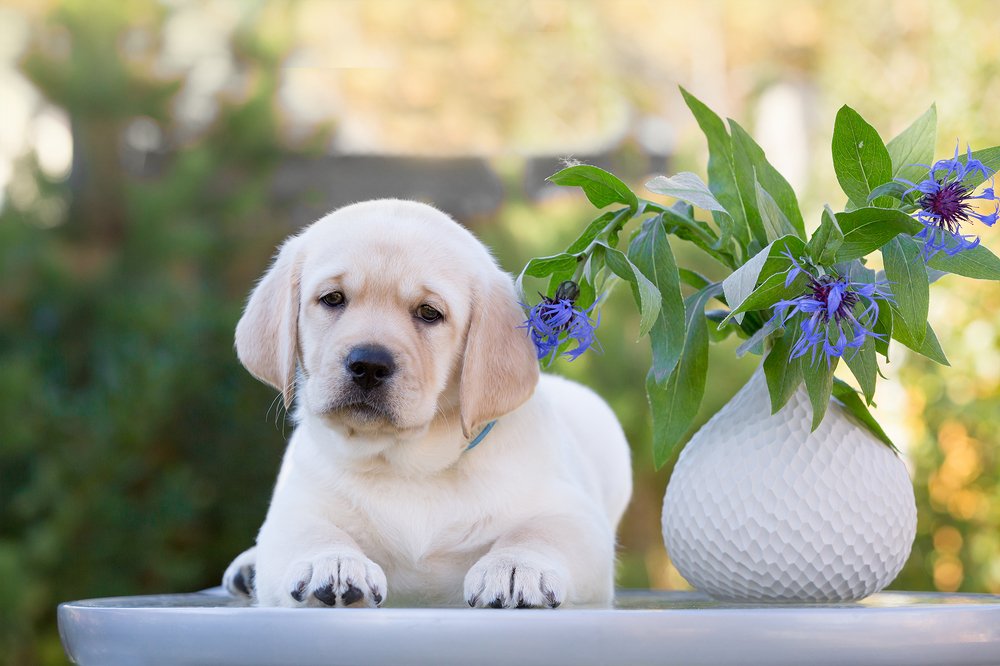Васильковое настроение