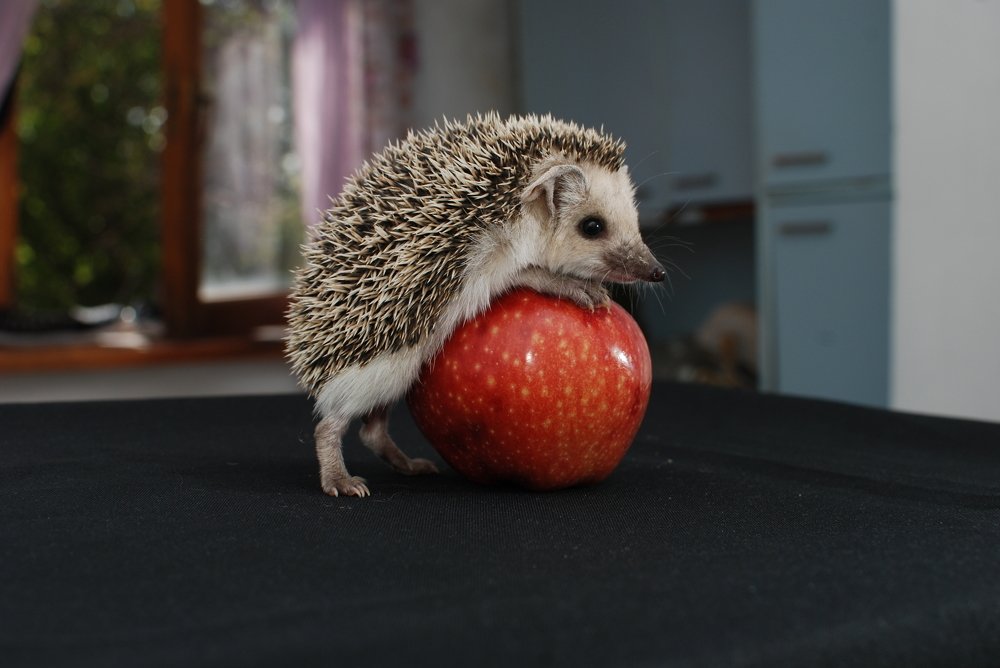 Ёжик и яблоко