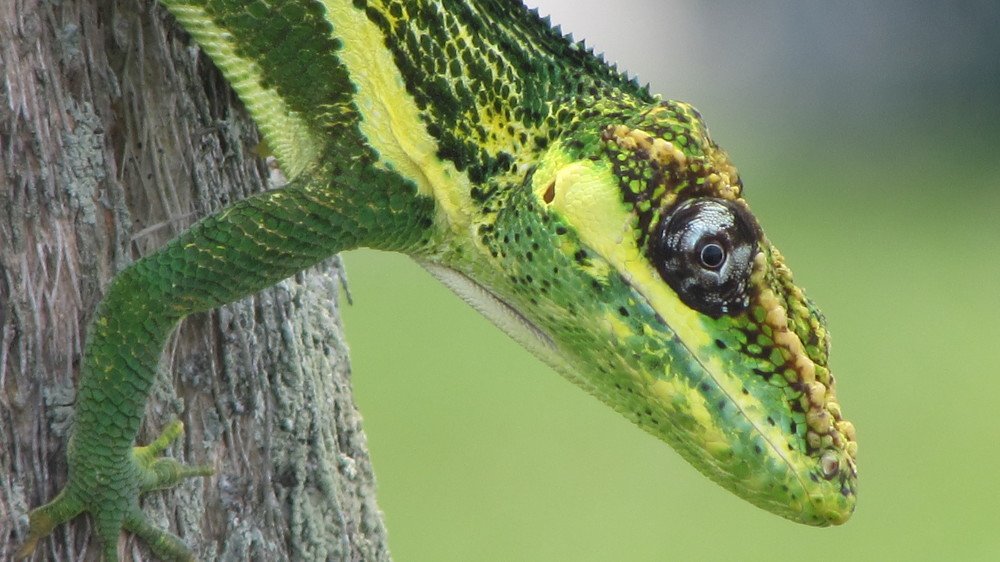 Тропическая ящерица.