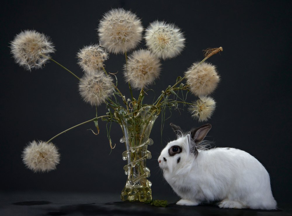 Белые, пушистые