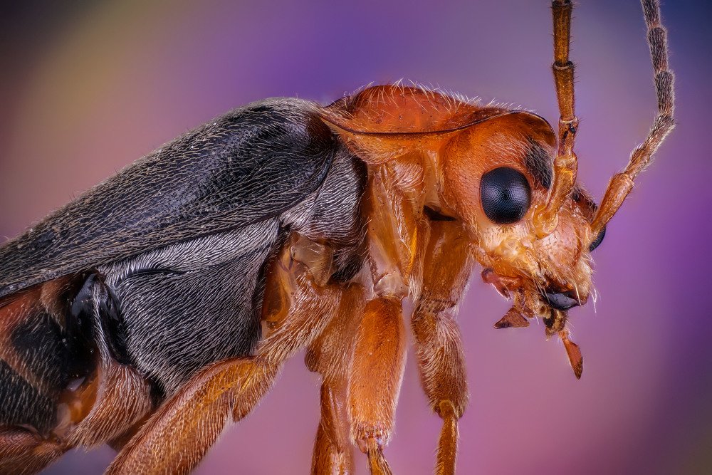 макро портрет