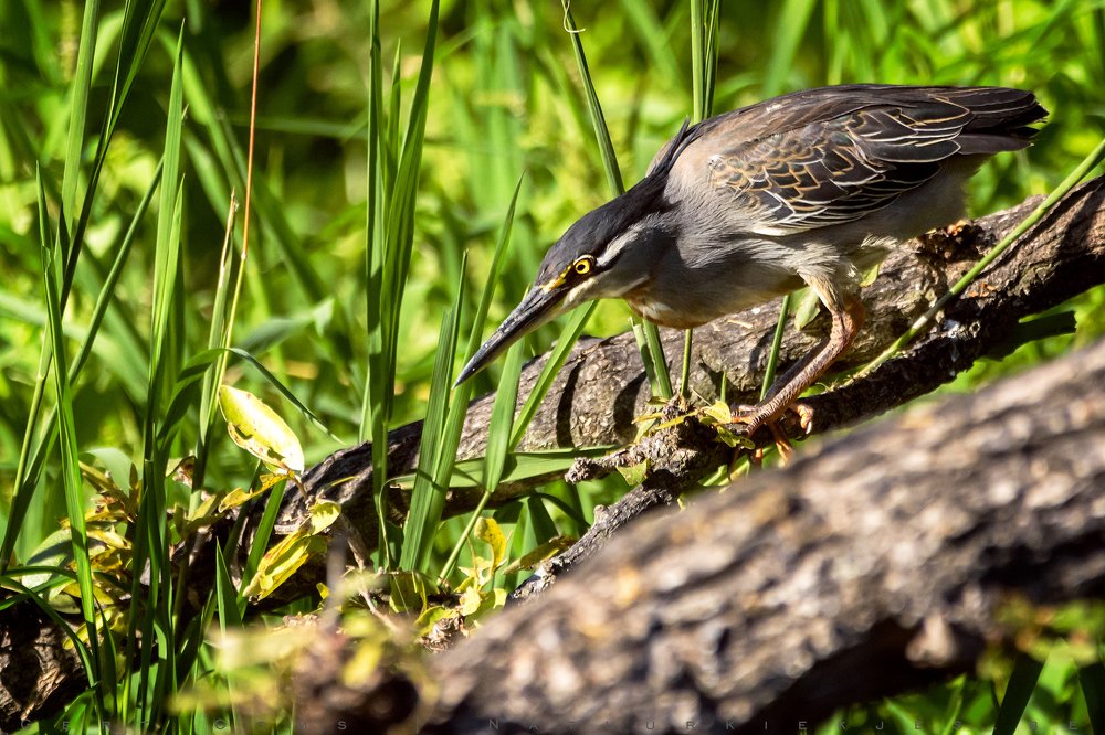 Green Backed Heron