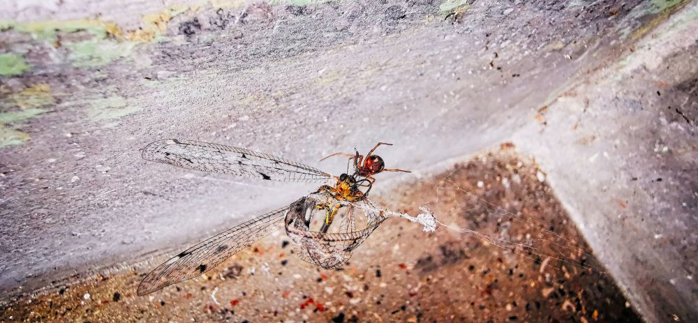 Pok es Szitakoto - HDR - ON1 - SL3