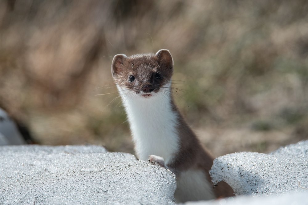 Любопытный горностай