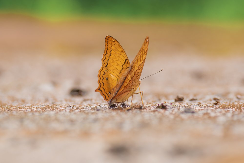 Yellow crane butterfly