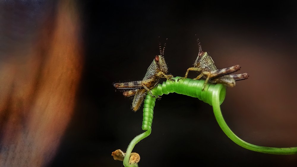 Grasshopper Best Friend