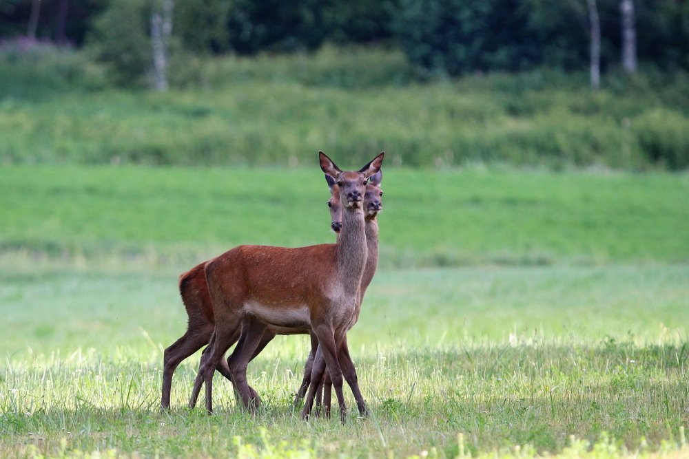 олень горыныч