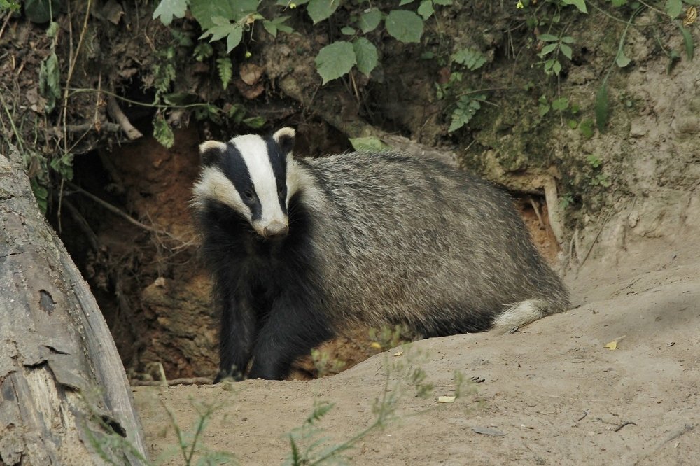 Барсук выходит на охоту