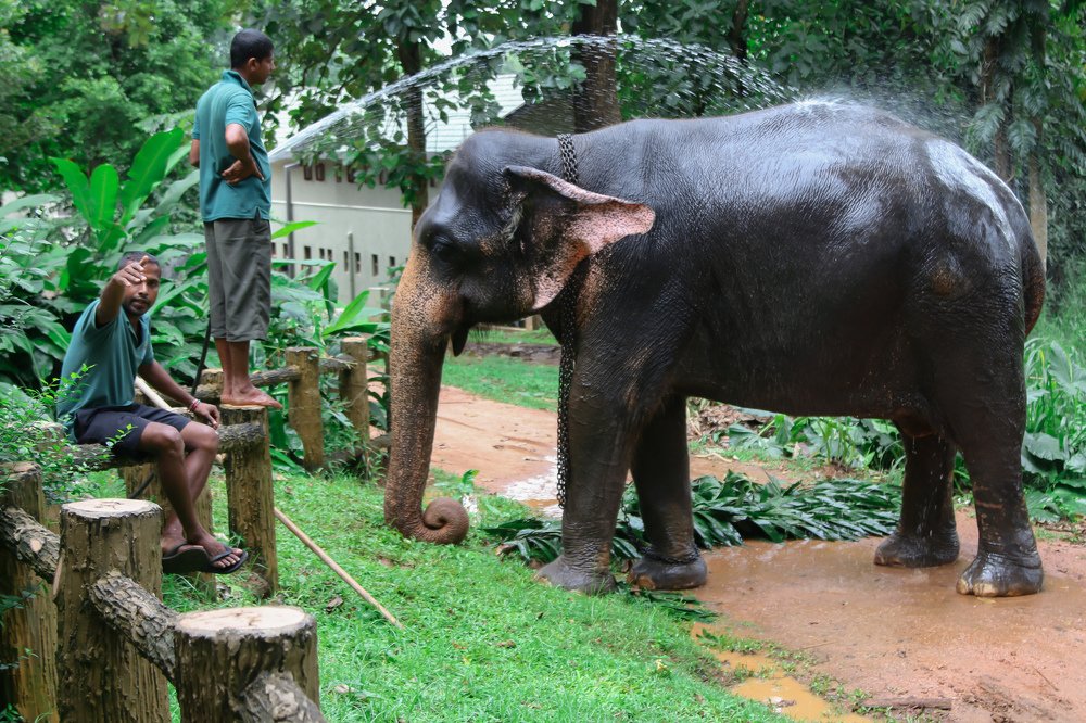 the bathing of an elephant.
