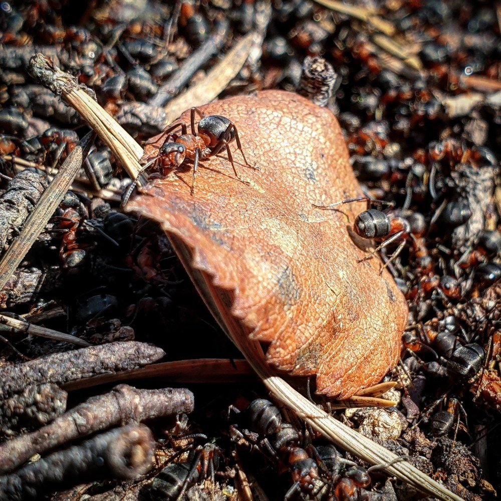 Любопытный муравей