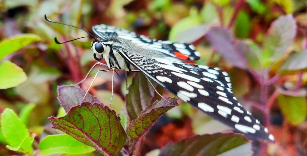 Macro Butterfly