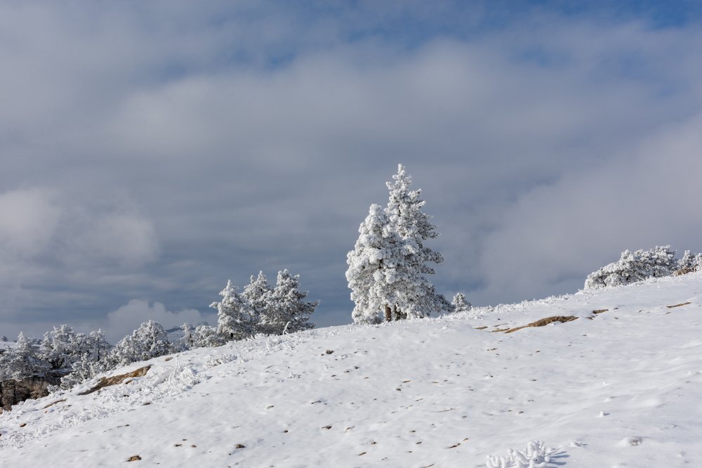 Одинокая сосна