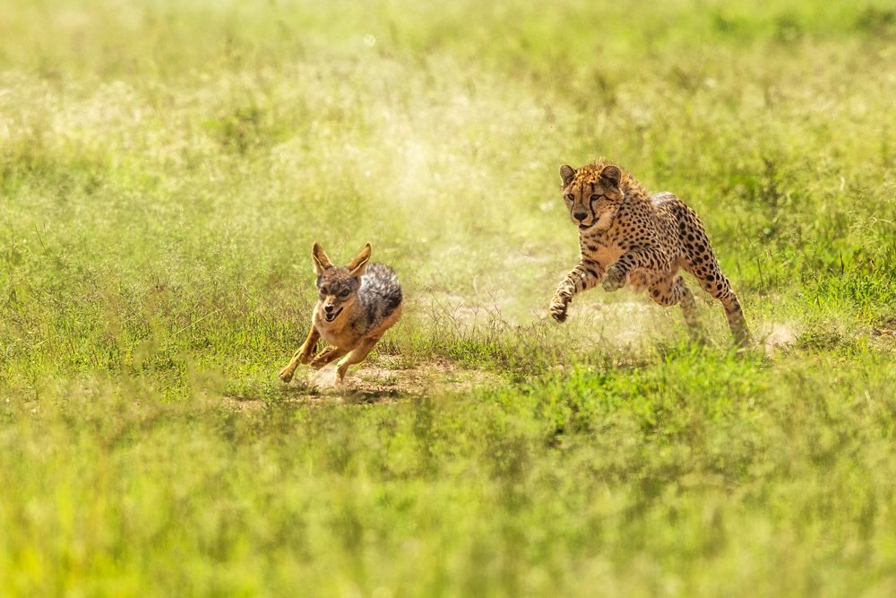 Cheetah and Jackal