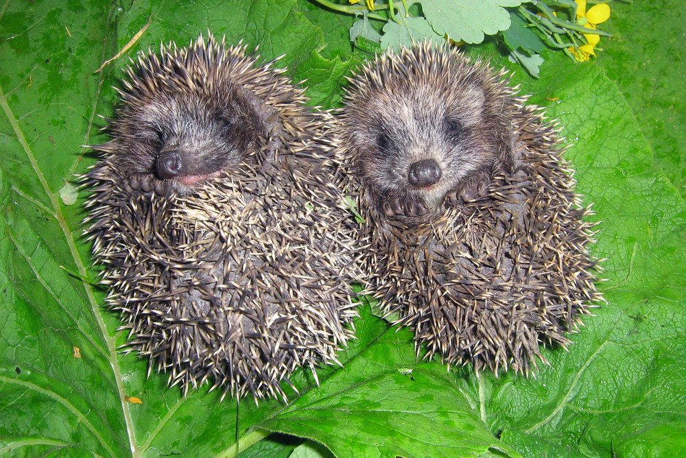 Братья-близнецы