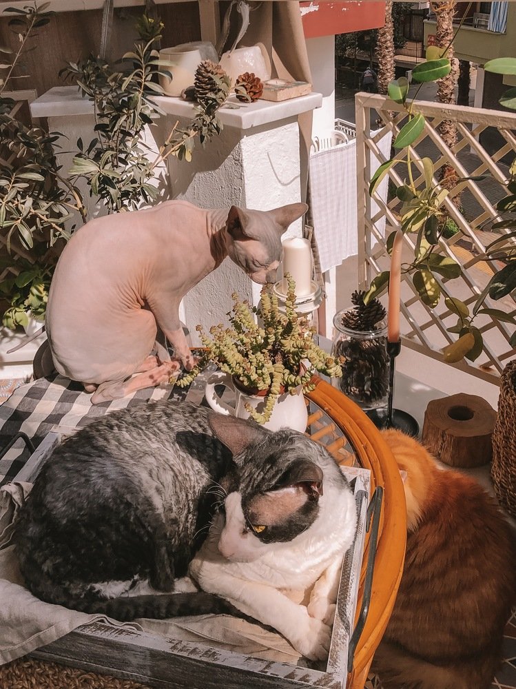 Photograph by Anna Yildiz