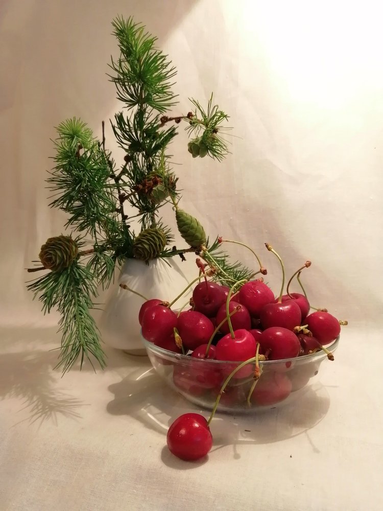 Лиственница с черешней