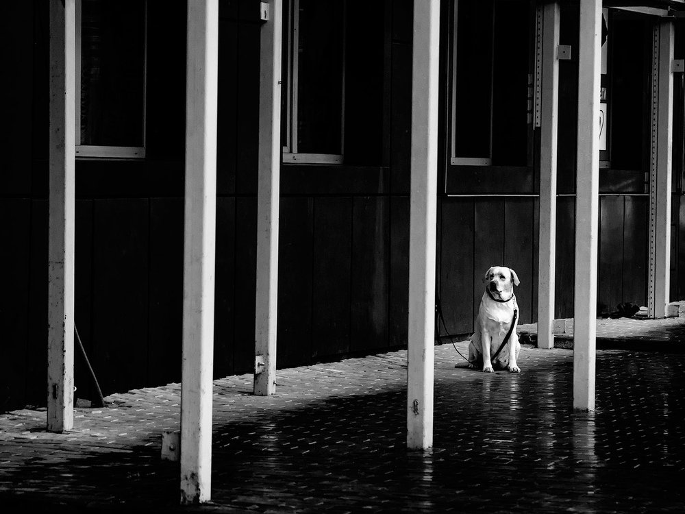 Просто собака