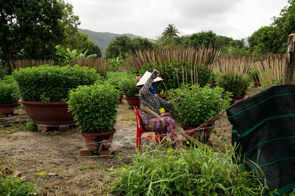 Vietnamese woman