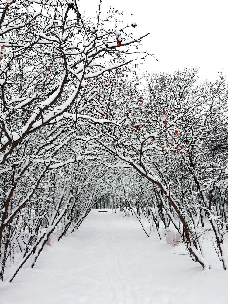 Белое безмолвие