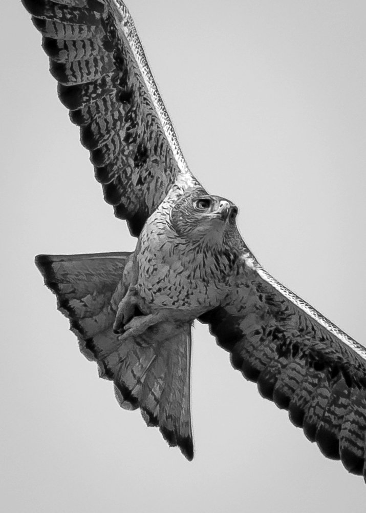 The Incessant Flight