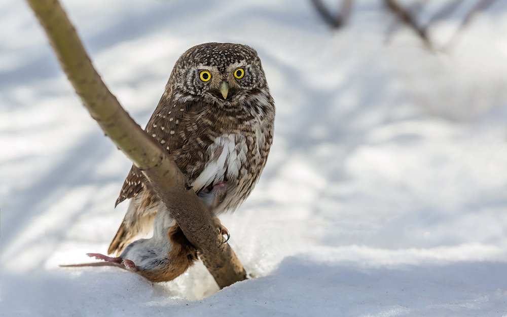 Конец истории. (Сыч воробьиный)