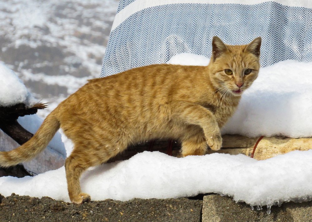 Фотография автора taher sabahi