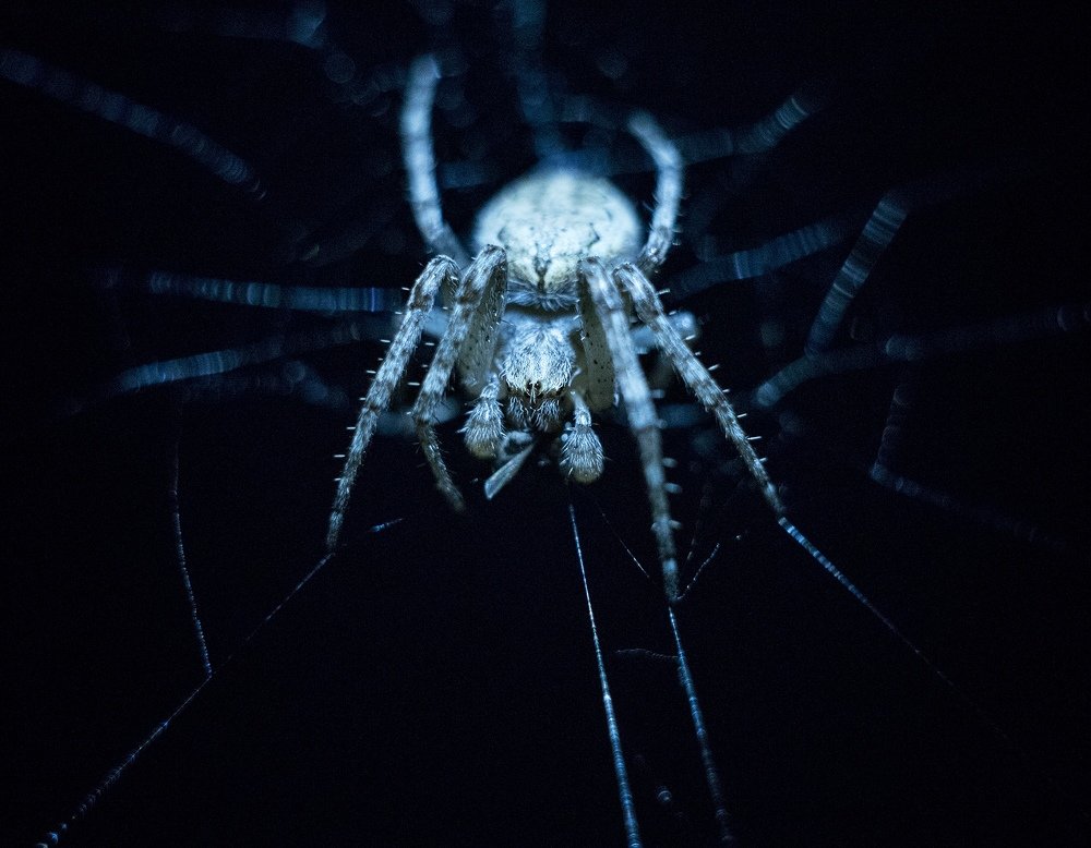 Дачный хищник