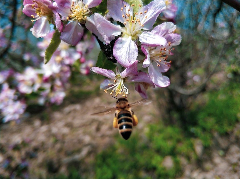 Цвета весны...