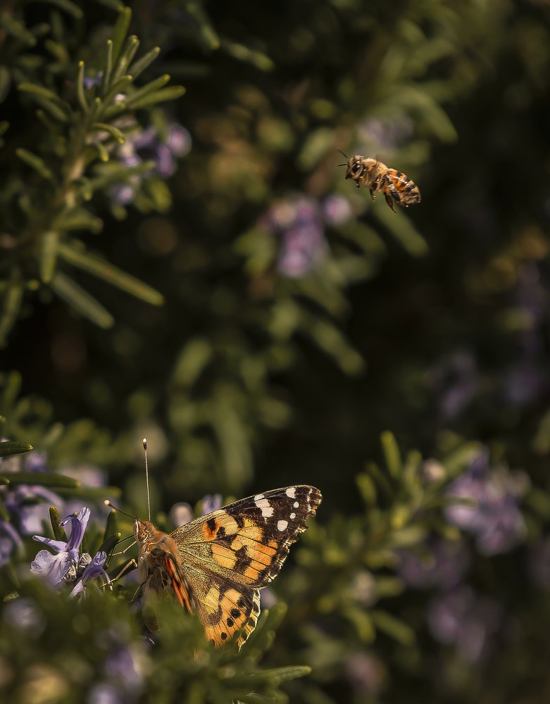 Bee & Butterfly