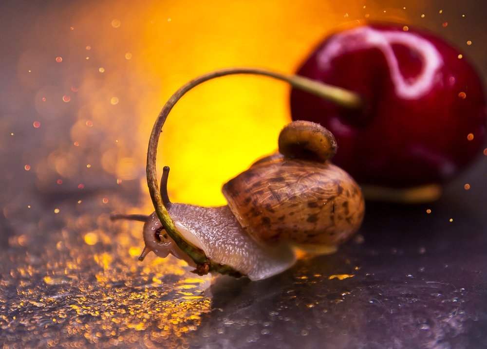 Жуткое нападение на веточку черешни