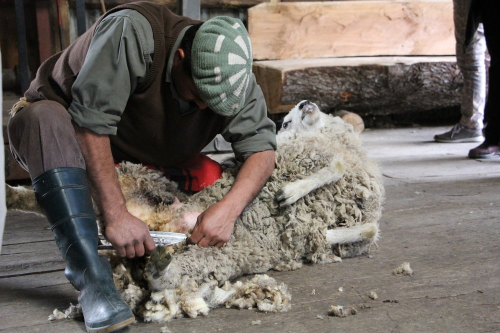 Wool Shearer