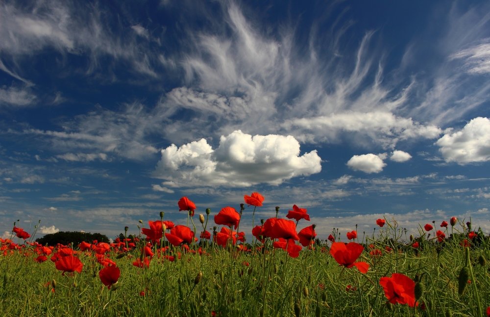 Лето, ах, лето.....