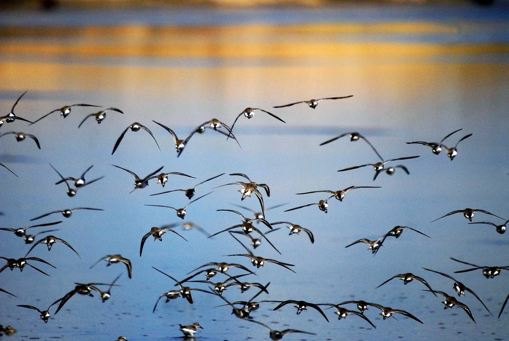 LA BANDADA A LA PUESTA DEL SOL