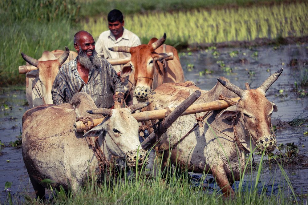 Ecstasy of cultivator