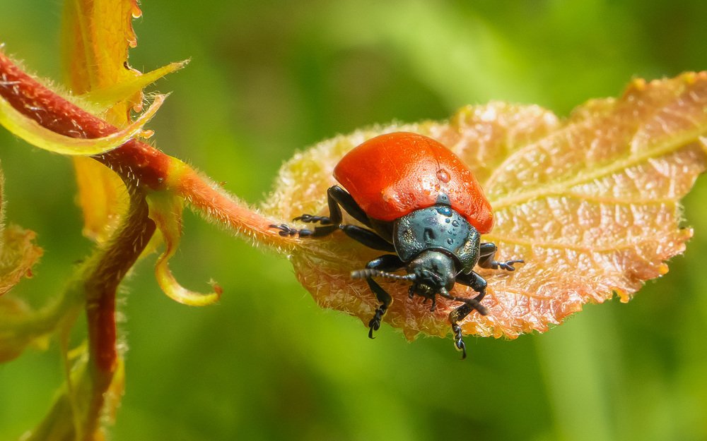 Цвет настроения красный.