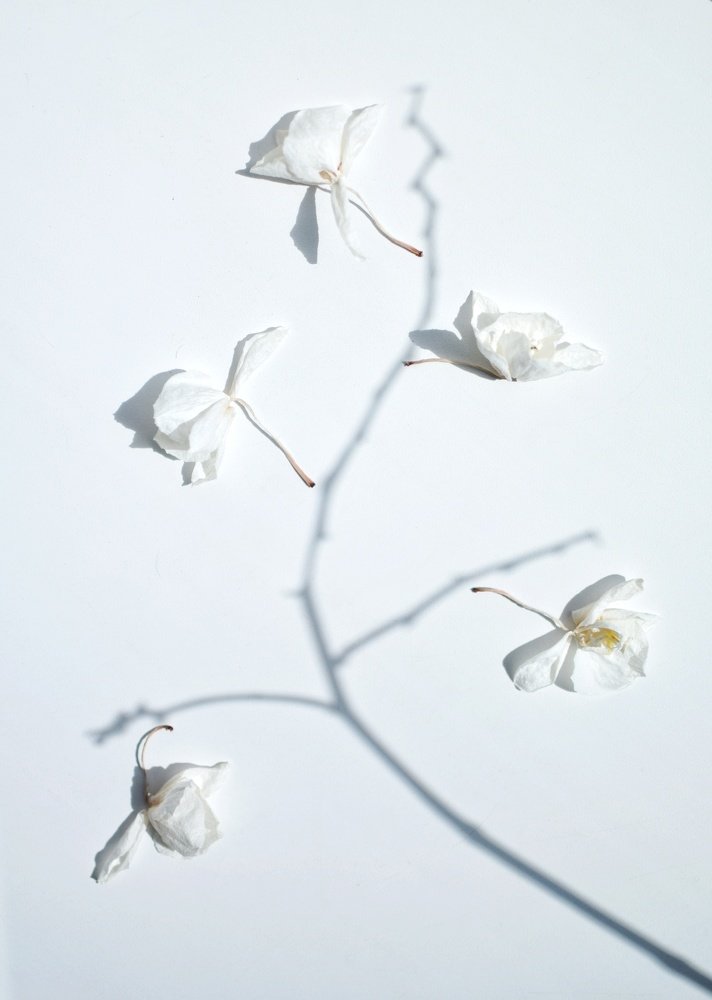 Тень и сухие цветки орхидеи