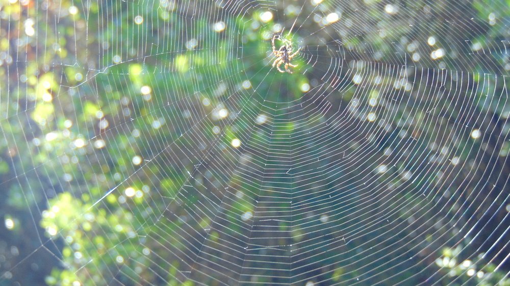 paukova mreža