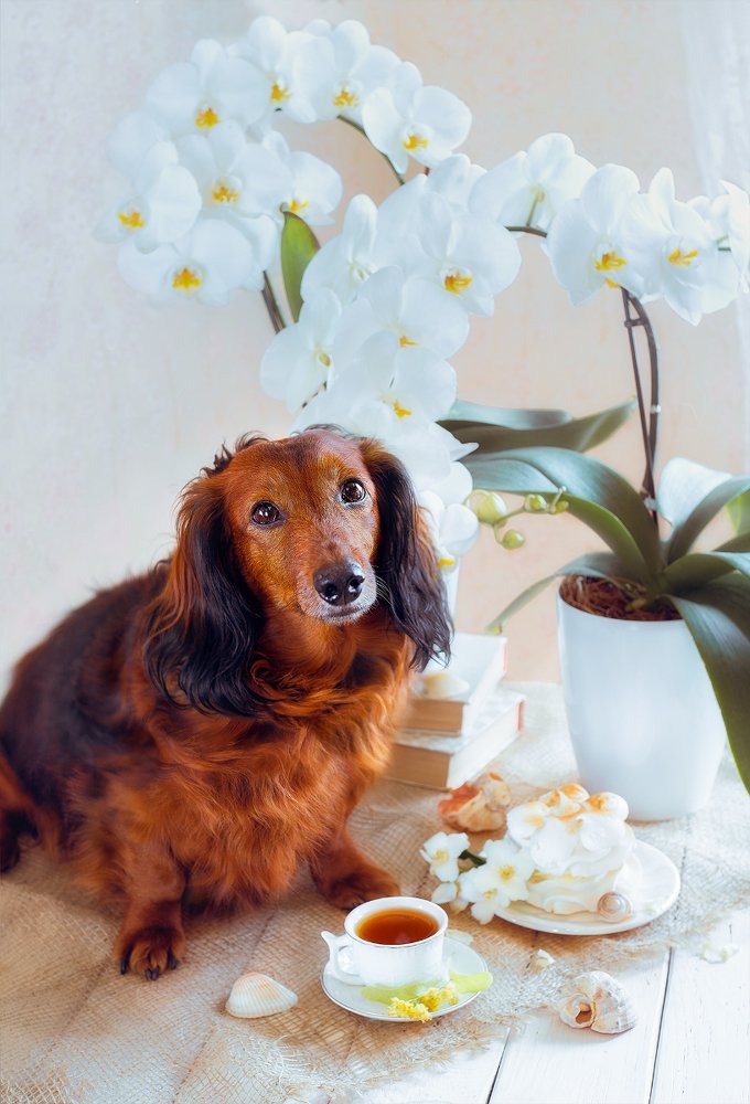 Фотография автора Marina Montale