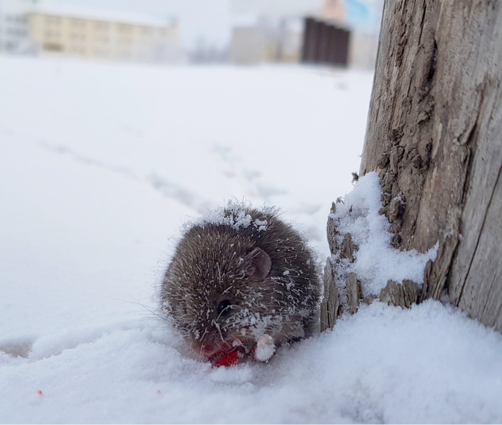 Зимняя охота мышонка