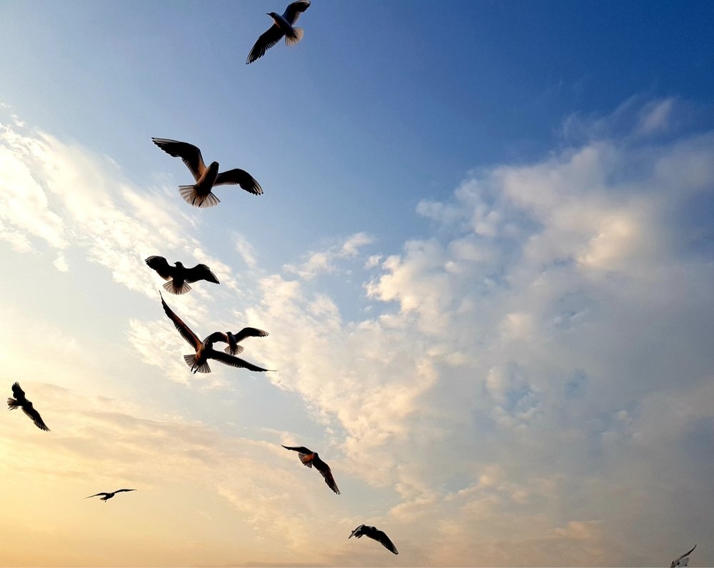 Пора, братья, на охоту.