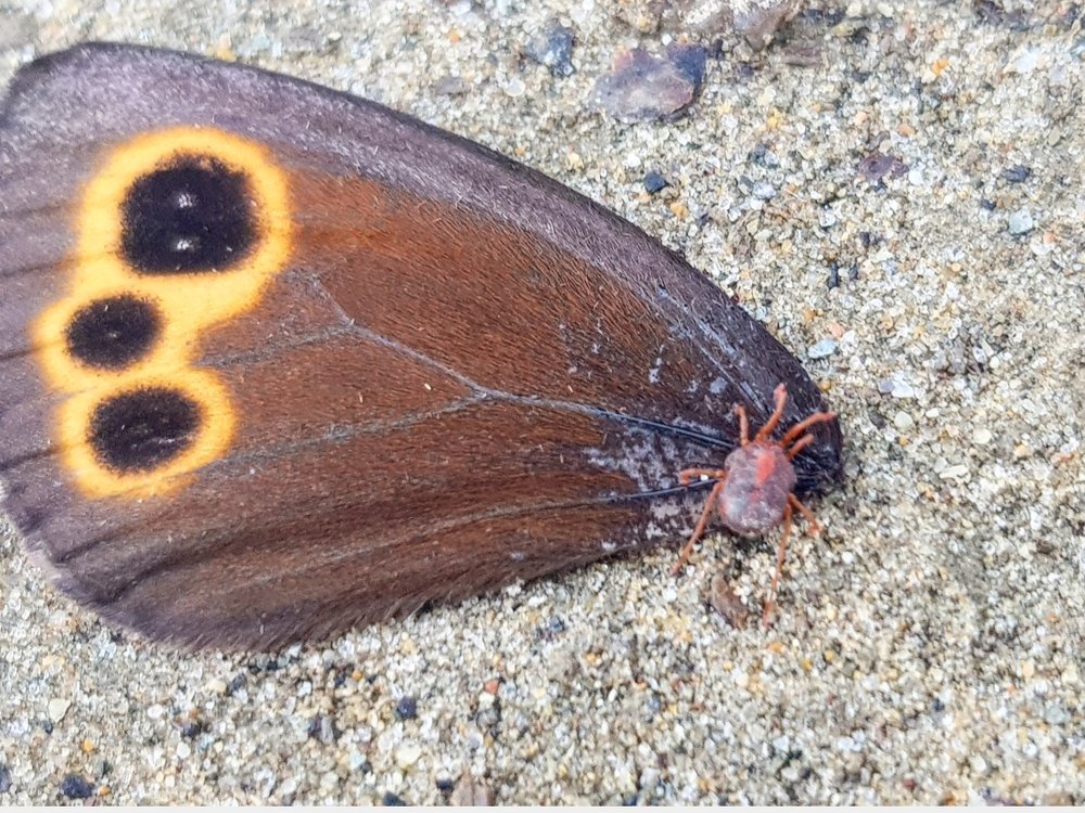 Ммм..какое лакомство..