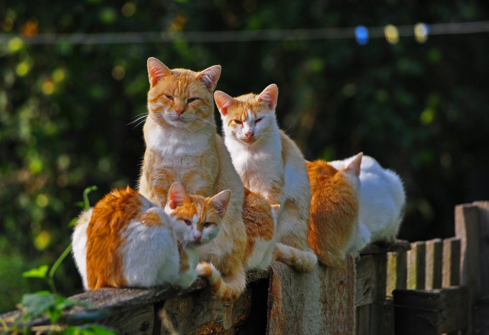 Фотография автора Антип